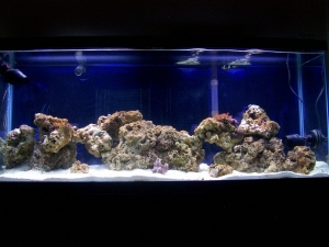 The very early days of the tank