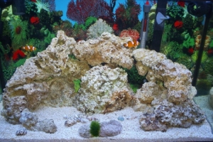 Aquarium 1month