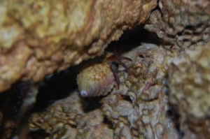 Our crab doing its job.. Getting between the cracks...