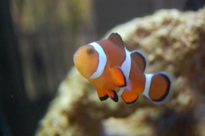This is peanut butter our female clown fish..