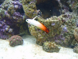 fish (5)