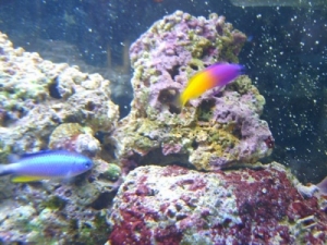 fish (9)