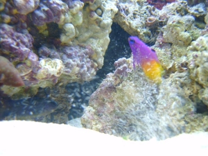 fish fight (0)