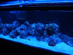 Actinic (10)