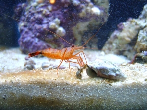 pp shrimp 3