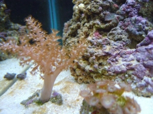 polyp kenya (1)