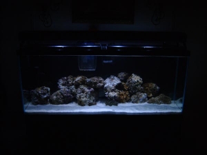 Moon L1 (3)