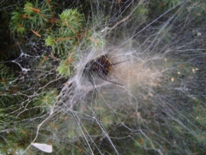 spider