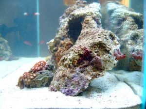 zoa's