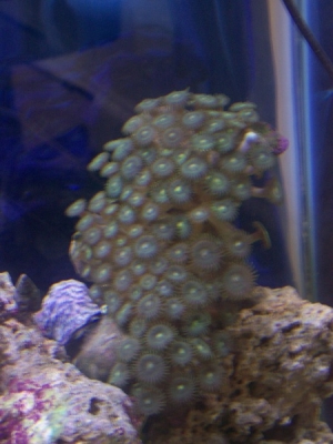 Zoas