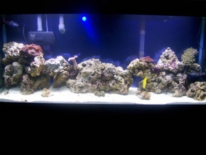Tank 8.29.08