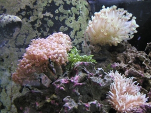 Hammer Flower Bubble Tip