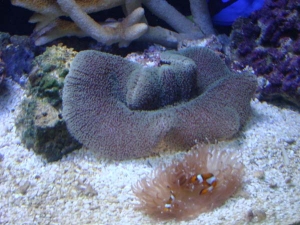 Anemones & Clowns