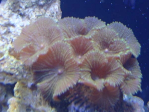 Disc Anemones