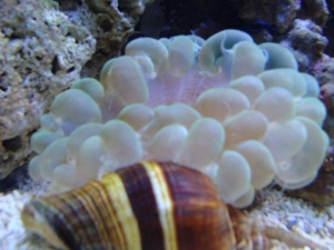 Bubble Coral