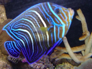 Koran AngelFish