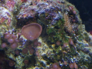 mushroom polyps