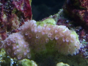 bashfull star polyps?