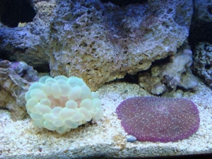 Fungia & Bubble Corals
