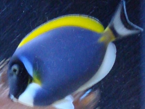 My Tanks Big Dog The Power Blue Tang