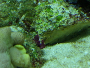this is what i think is Gracillaria sp. its taken 2 months to get it this far when i noticed it, it was only a red dot on the side of the rock.