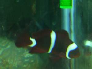 This is my marron clown she just joined me today, and is exploring everything
