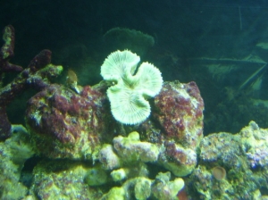 not sure if this is still alive or not. help?