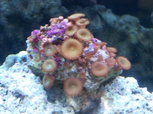 Button Polyps