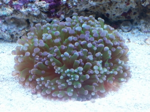 Frogspawn