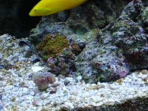 zoas and wrasse