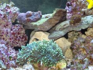 torch coral