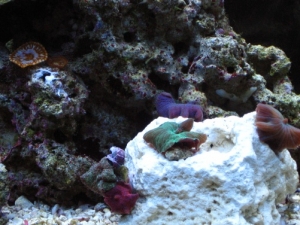"shroom" rock