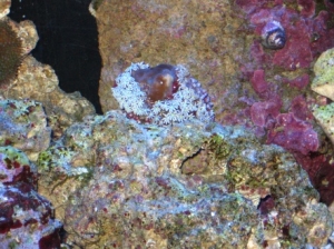 daisy coral