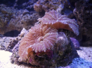 Purple Shrooms!