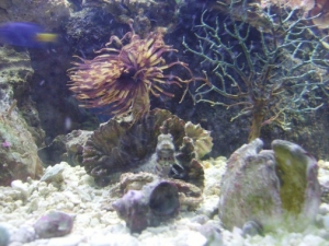 Our Blennie used to like to " pose" when I got the camera out.  He always had to keep an eye on where we were and when he was getting fed again.  Unfortunately, we lost hom during the Ich break-out.