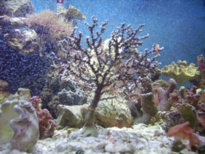This was another mistake we made by listening to a guy at a LFS instead of doing research on our own. We purchased this Blueberry Gorgonian which met with its untimely demise within a month.  Only after we had it did I learn they are very beautiful, but n