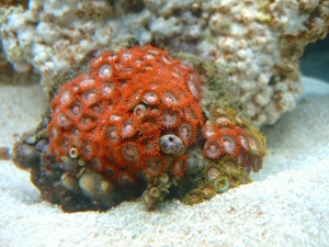 Zoa's 1