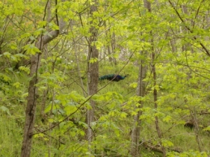 Pecock