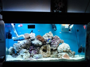 My tank as of today