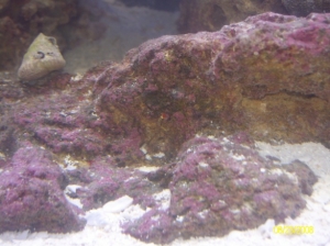 Red Tube Worm? Right in center of picture