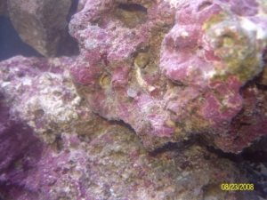 Tube worm... feather duster?