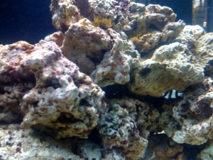 damsel2