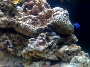 damsel3