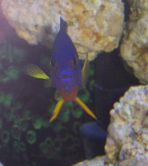 Coral