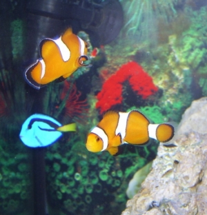 TheGang