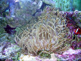 sand anemone