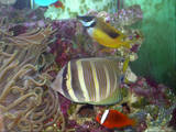 sailfintang with foxface and tomato clown