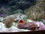 sand anemone some mushrooms and recovering hammer coral