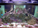 whole tank