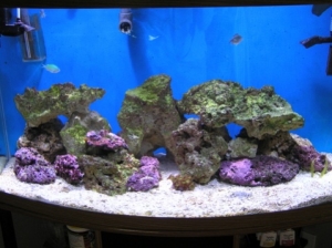 This is my tank at 2 weeks.